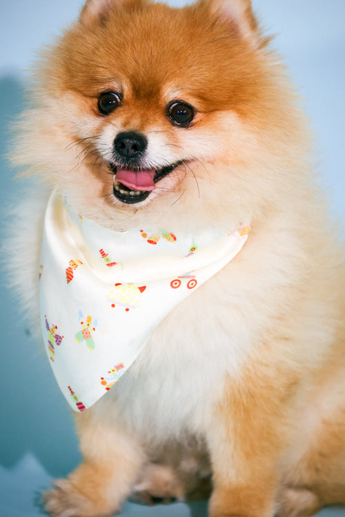 boardroom bandana