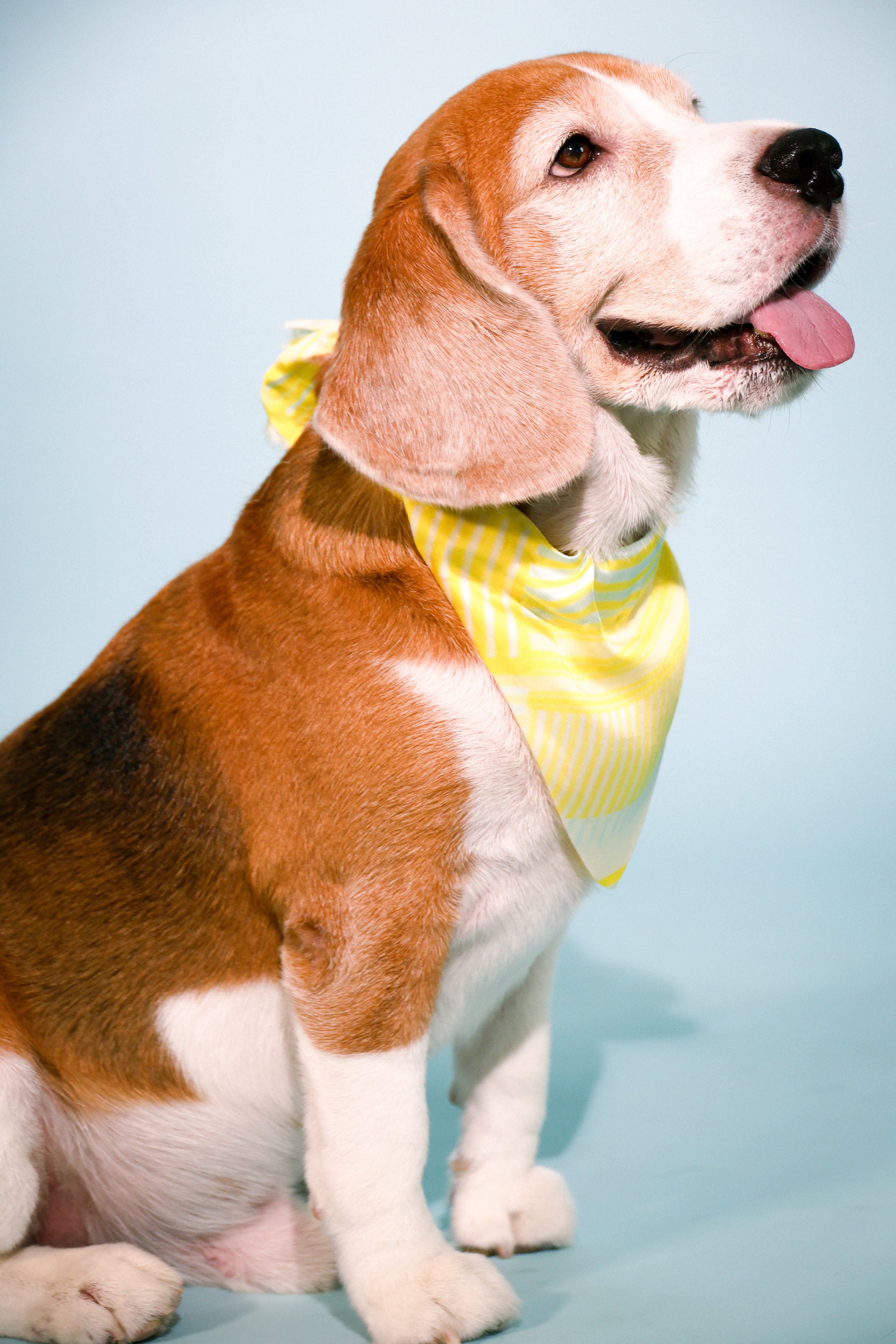 yellow stripes bandana
