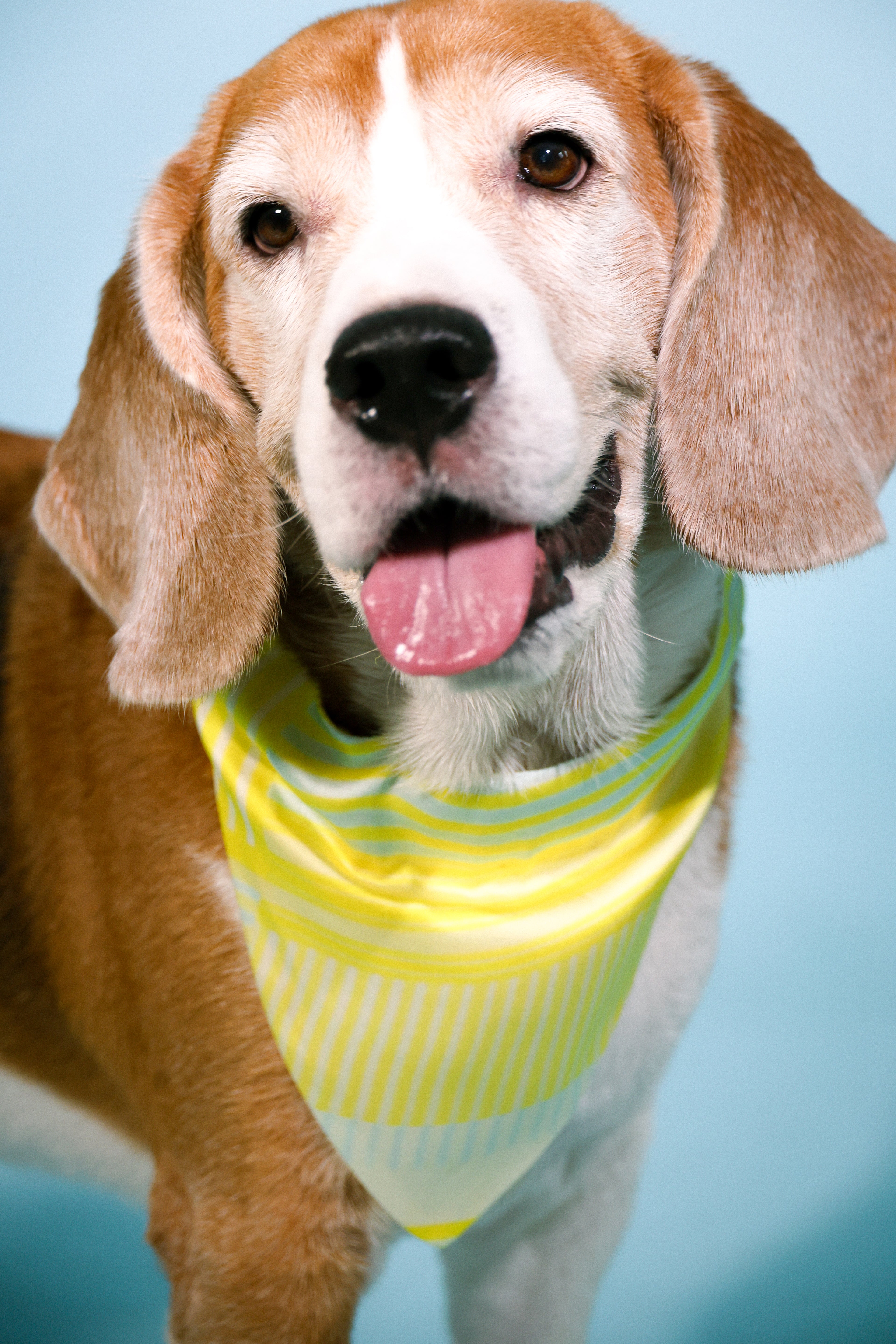 yellow stripes bandana