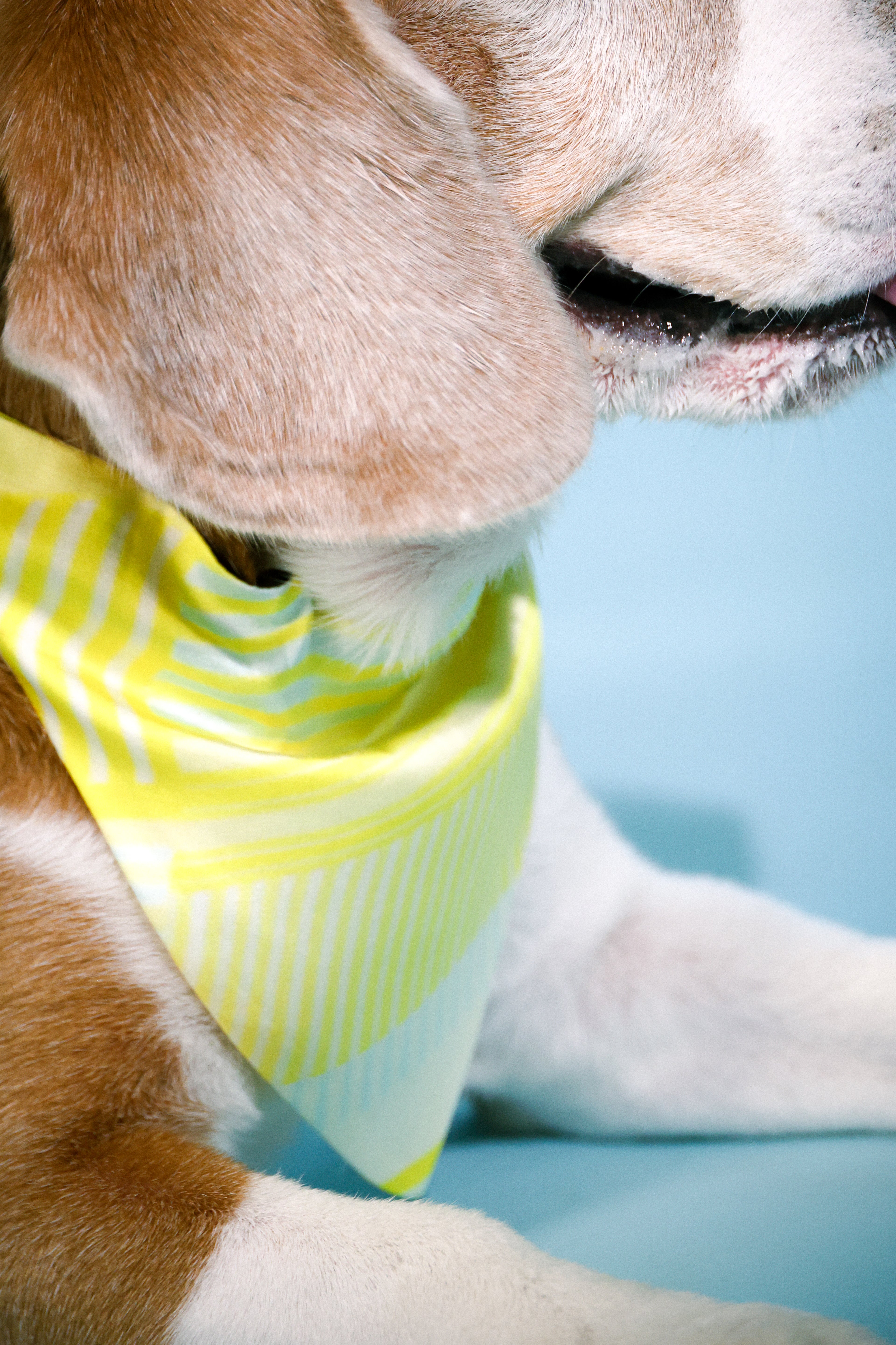 yellow stripes bandana