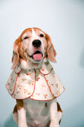 boardroom poncho