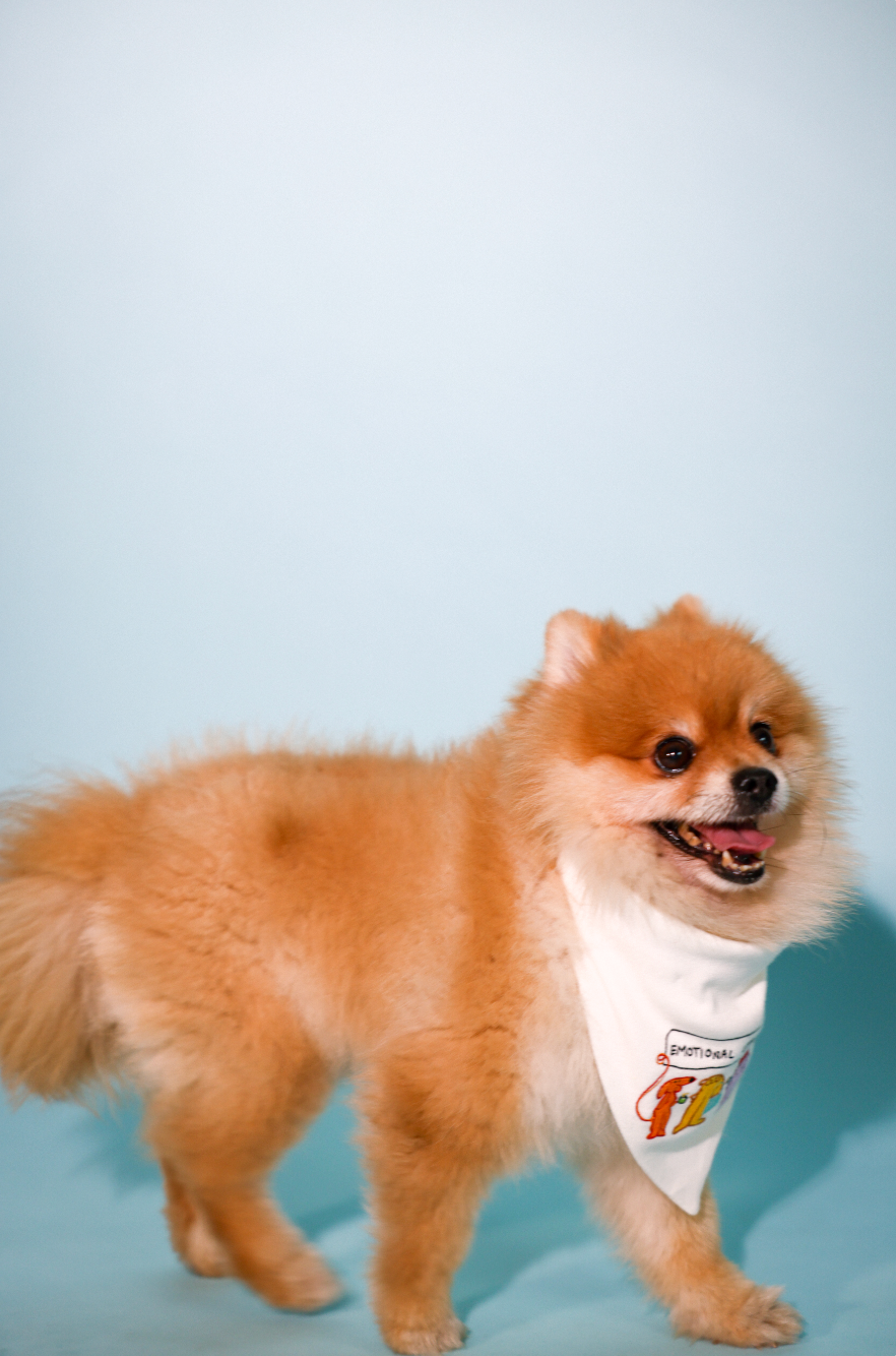 emotional little gangsters bandana