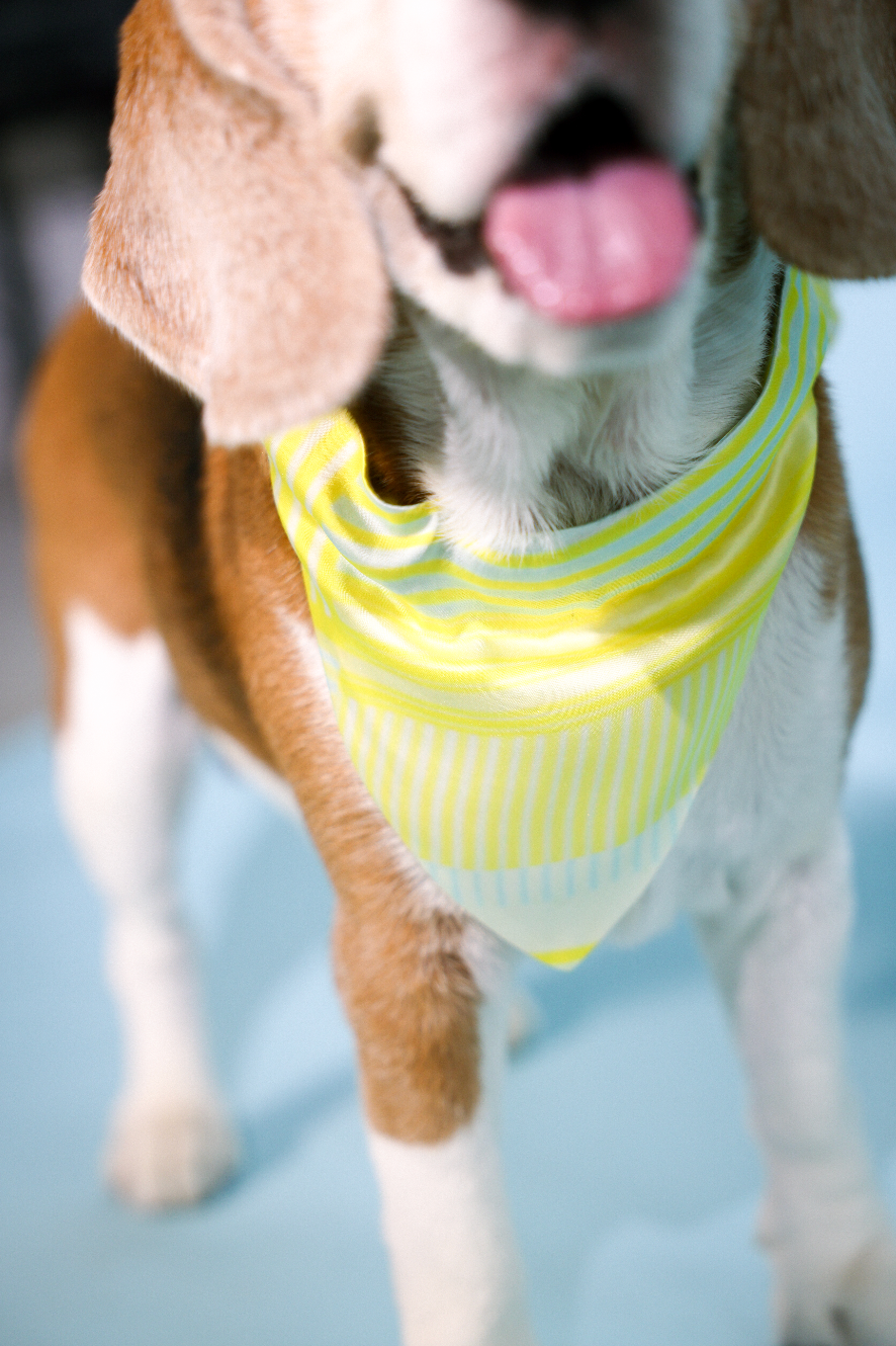 yellow stripes bandana