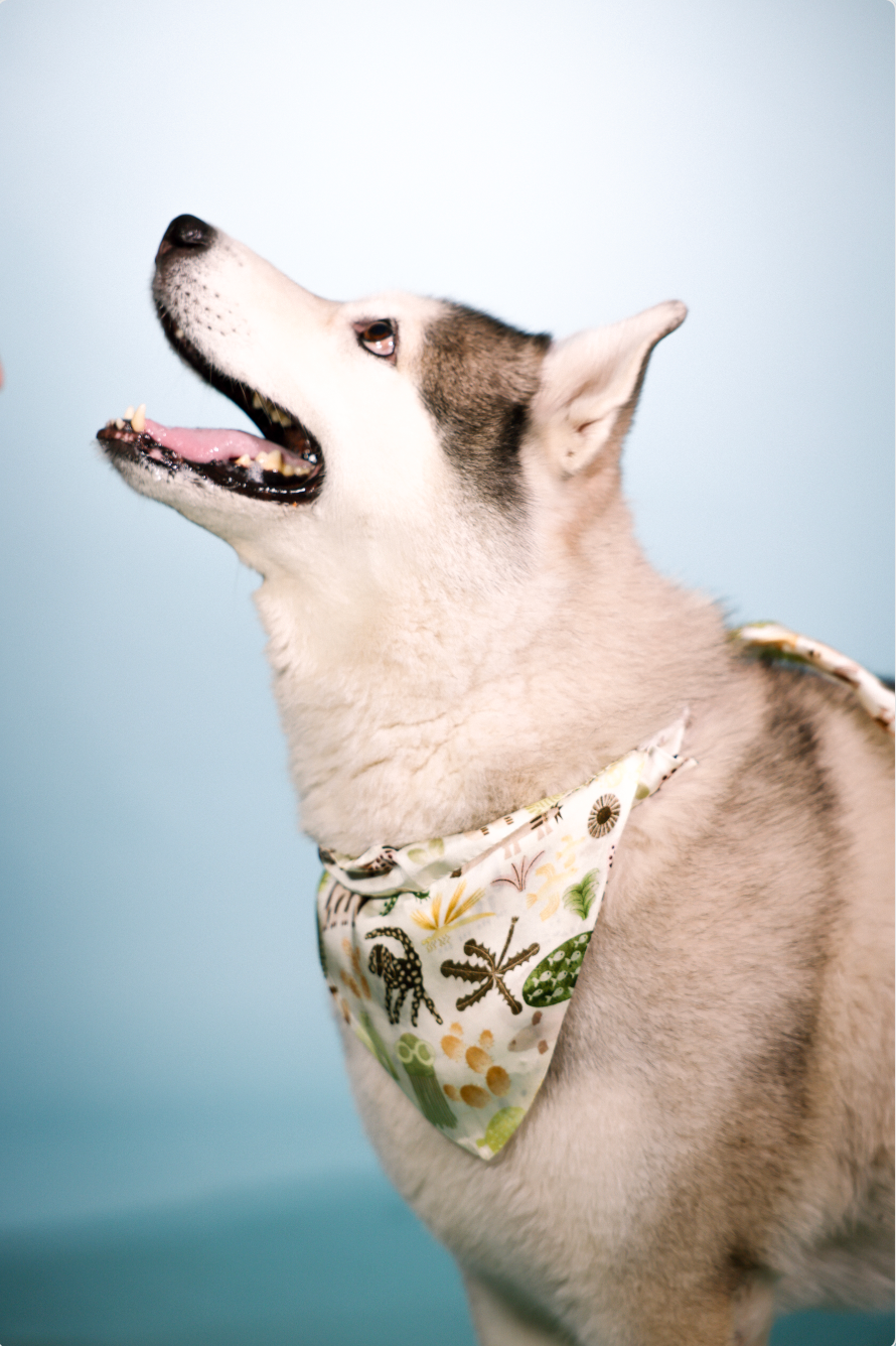 mural bandana