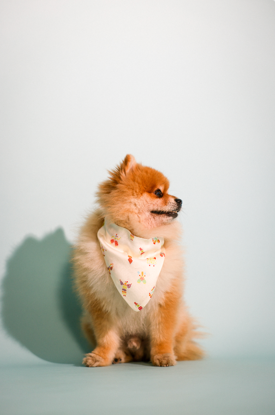 boardroom bandana