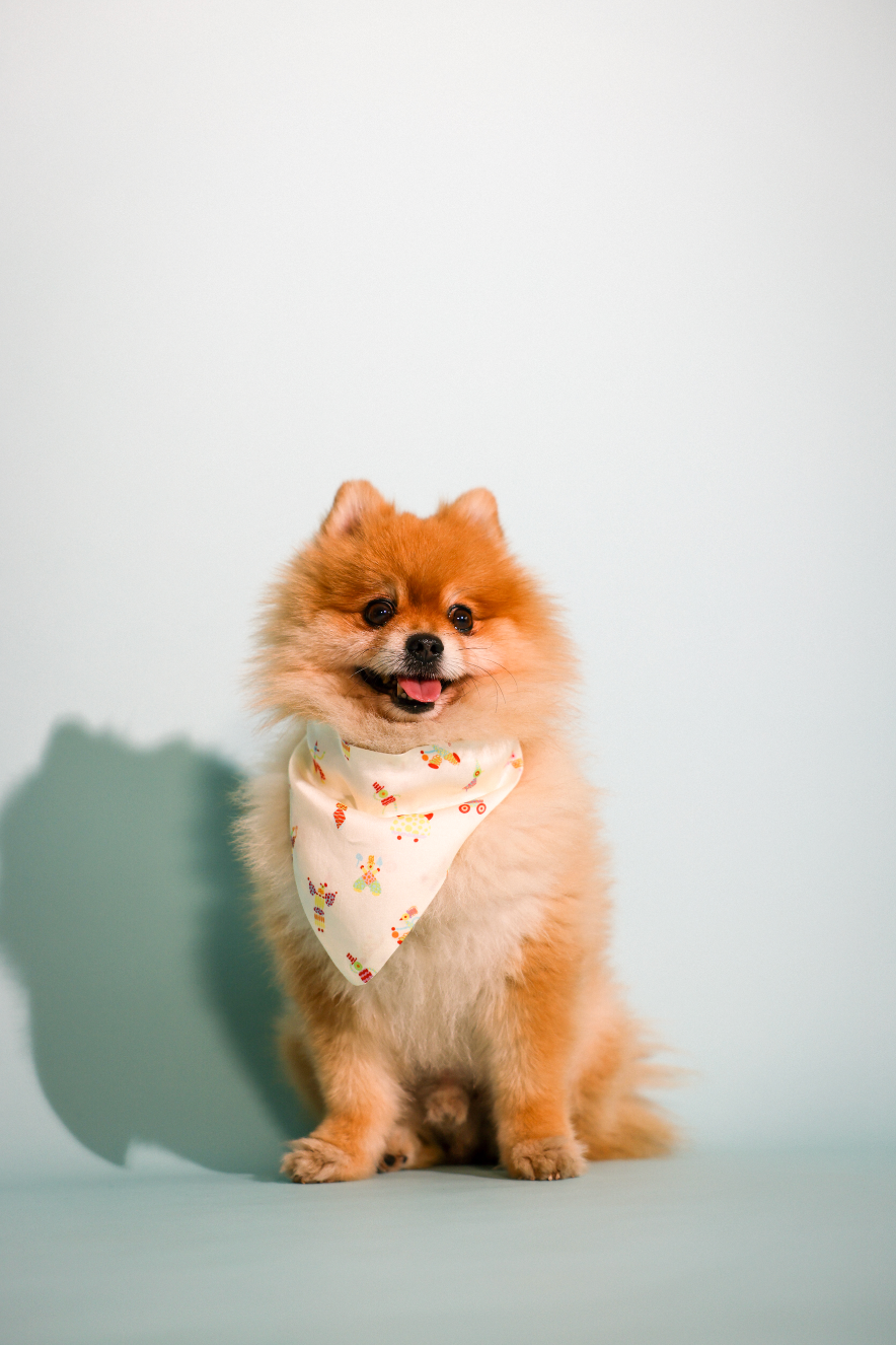 boardroom bandana