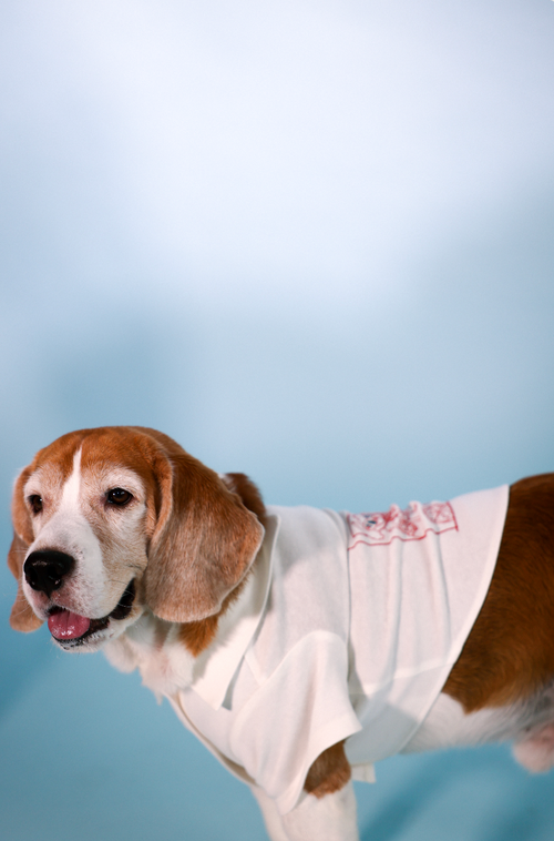 casanova carl tee